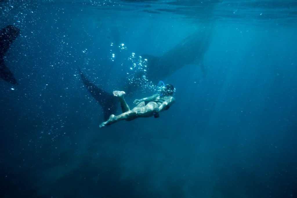 Photo Shark swimming