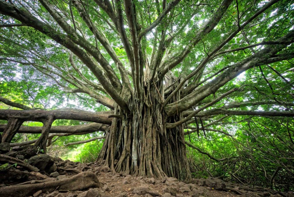 Photo Tree of Knowledge